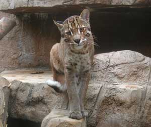 天王寺動物園のネコたち