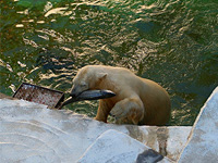 ホッキョクグマのゴーゴ゙に誕生日のサケをプレゼント