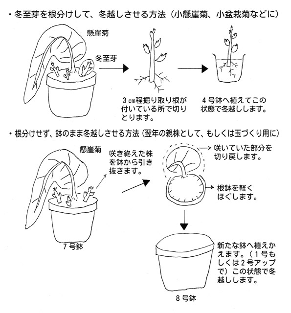 公園花だより