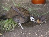 pRNWN̐eq