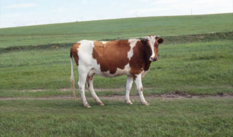 牛は通常、草を食べて生活しています。