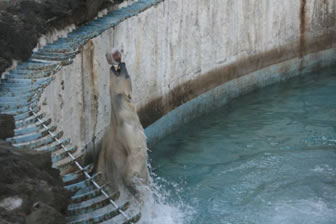 肉氷に飛びつくゴーゴ