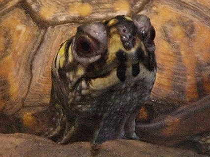 gEunRK