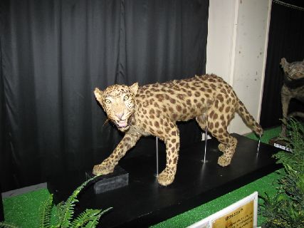 カンムリオウチュウの剥製 カンムリオウチュウの剥製