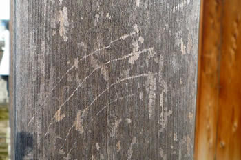 紀の川市・薬師寺のアライグマによる柱の爪傷