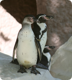 フンボルトペンギン