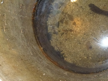 人工巣穴で繁殖しているオオサンショウウオの親（右上の尾）と幼生（左下）