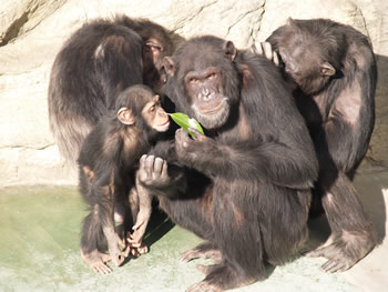 天王寺動物園のチンパンジーの仲間たち