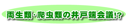 両生類・爬虫類の井戸端会議！？