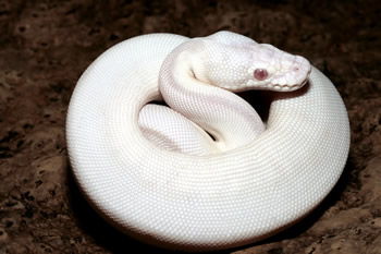 アルビノと呼ばれる色素が欠乏した突然変異は、実は蛇には珍しくない。