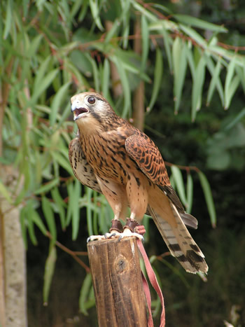 チョウゲンボウ