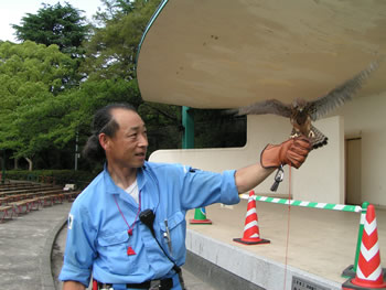 訓練中のチョウゲンボウ