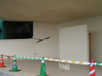 訓練中のチョウゲンボウ