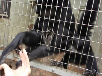 �t�N���e�i�K�U���F���܂ɍ��񂾂肹�����ǂ����Ă���铮�������܂��i�΁j