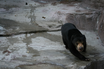 �}���[�O�}�F�}�[�Y����̓}�[�T�ƈꏏ�ɂȂ��Ă���͂��ƂȂ����Ȃ�܂������A�O�͎��̎p��������Ƒ�����Ȃ���i���ē{���Ă��܂���