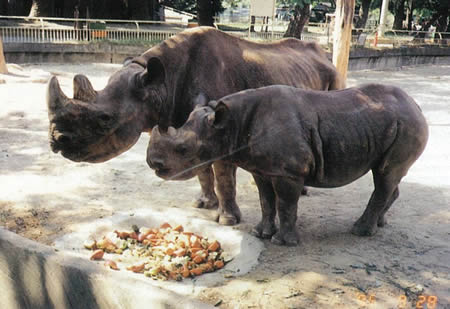 家畜ウマ　野間馬（日本在来種）