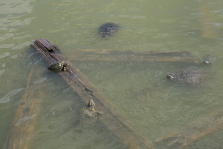 日本の池に住むミシシッピアカミミガメ 