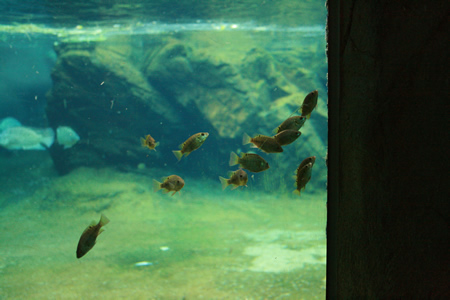 ナイルティラピアの稚魚の群れ