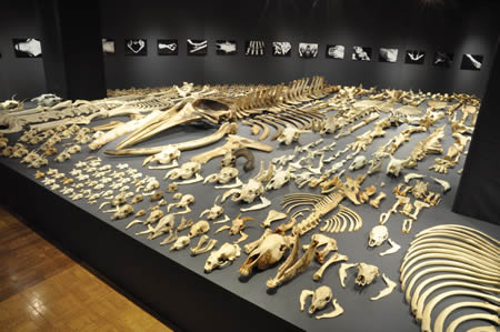 数えきれないほどの骨格標本。