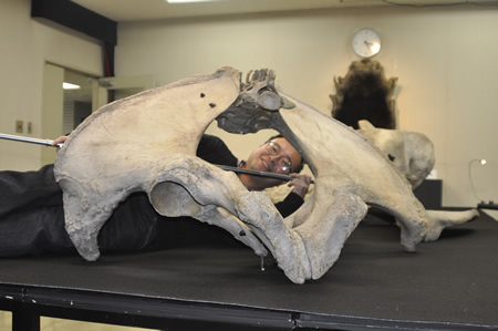 アジアゾウの骨盤（腰の骨）を大きなノギスで測定中。