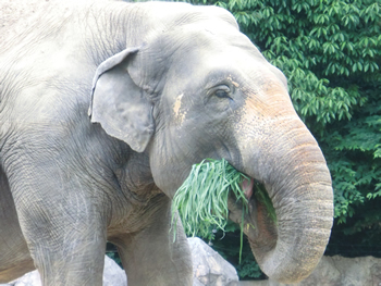 青草を食べるアジアゾウのラニー博子