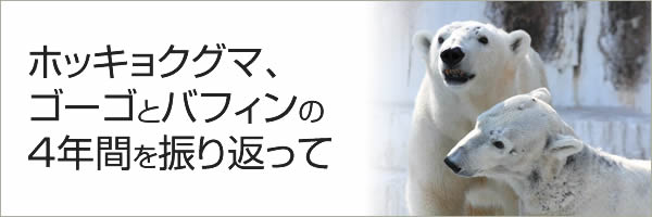 ホッキョクグマ、 ゴーゴとバフィンの4年間を振り返って