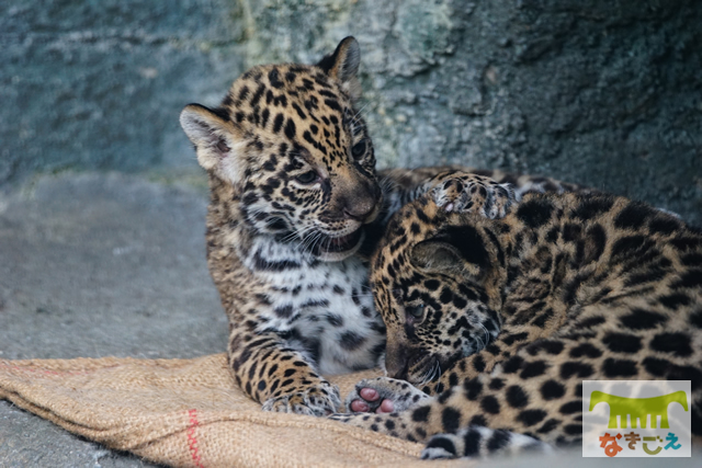 ジャガーの赤ちゃん