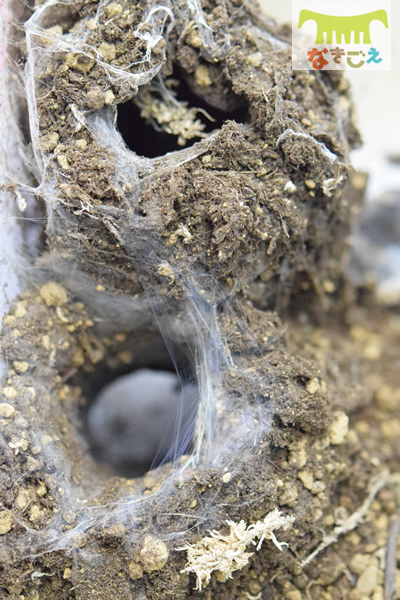コバルトブルータランチュラ（地中性）の巣