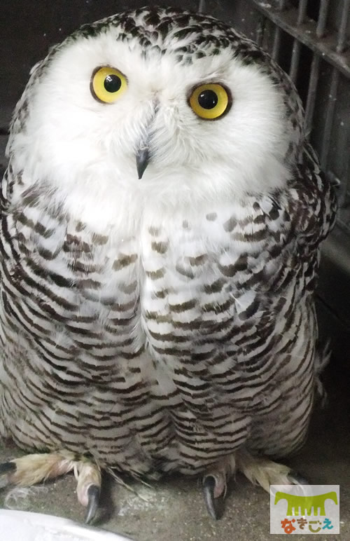 シロフクロウ　Bubo scandiacus　Snowy Owl