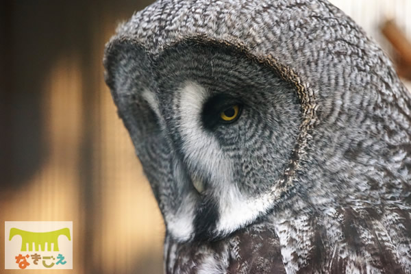カラフトフクロウ　Strix nebulosi　Great Grey Owl