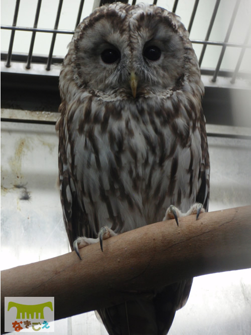 フクロウ　Strix uralensis　Ural Owl