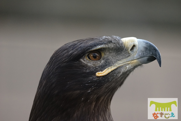 ソウゲンワシ　Aquila nipalensis Steppe Eagle