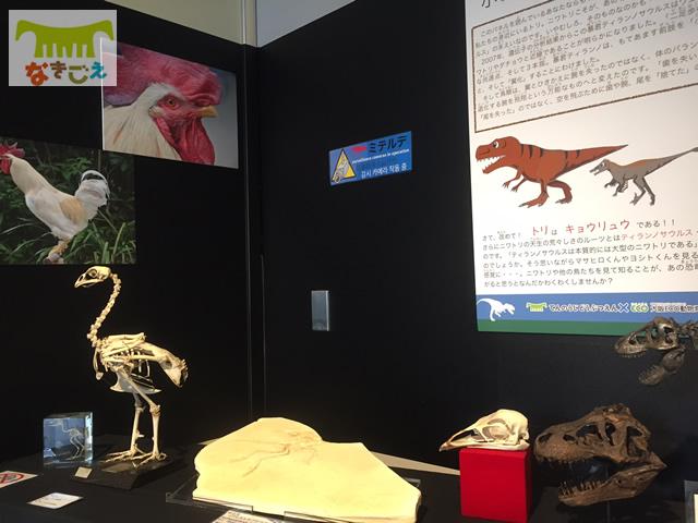 鳥と恐竜をテーマに骨格標本や化石、フィギュアの展示をしました