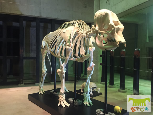 「潜入！ゾウの飼育施設を見学しよう」ではユリ子の骨格標本も登場！