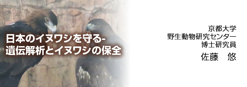 日本のイヌワシを守る-遺伝解析とイヌワシの保全
