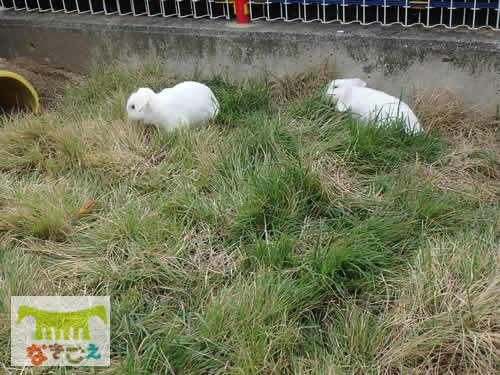 飼育員さんがウサギさん宅に芝生を移植。感触や食べることを満喫している様子が素敵です。