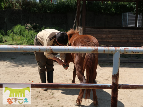 ハズバンダリートレーニングで野間馬さんの健康ケアの各種が次々実現。他の園舘をリードしています。