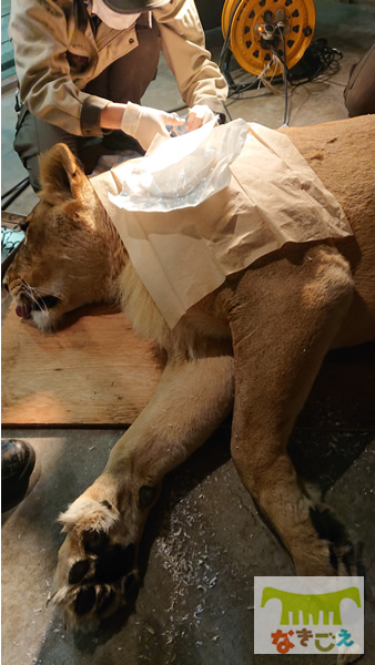 ライオンの避妊インプラント手術